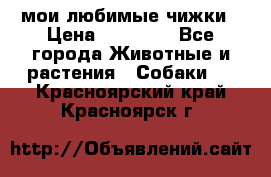 мои любимые чижки › Цена ­ 15 000 - Все города Животные и растения » Собаки   . Красноярский край,Красноярск г.